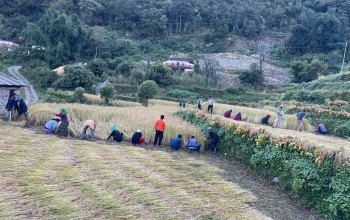 घरदैलोमा उम्मेदवारले मतदाता रिझाउन गर्दैछन् अनेकन प्रयास, मतदातालाई खेतबारीमै भेट्दै