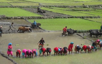 मानो खाएर मुरी उब्जाउने असार महिना: हराउँदै गयो रोपाइँको मौलिकता, सुनिनै छोडे असारे भाका