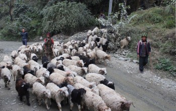 चिसो बढेसँगै मनाङका भेडापालक जाडो छल्न बेँसी झर्न थाले