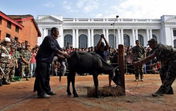 हनुमानढोका दरबारमा ५४ बोका र ५४ राँगाको बलि दिई अखिल बलिपूर्ति सम्पन्न