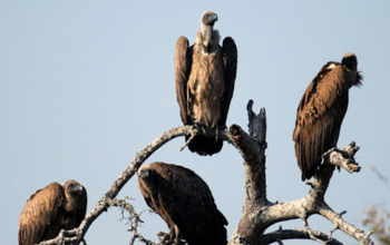 गिद्ध संरक्षण: गिद्ध प्रजनन केन्द्रमा १३ वर्षको अवधिमा १८ वटा बच्चा